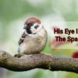 his eye is on the sparrow 1