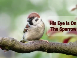 his eye is on the sparrow 1