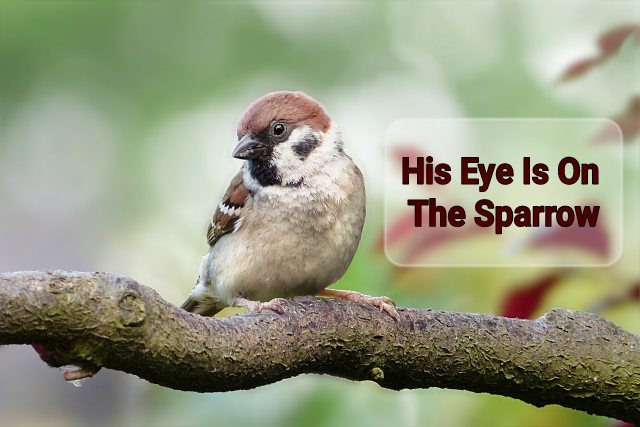 his eye is on the sparrow 1