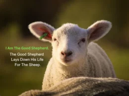 i am the good shepherd