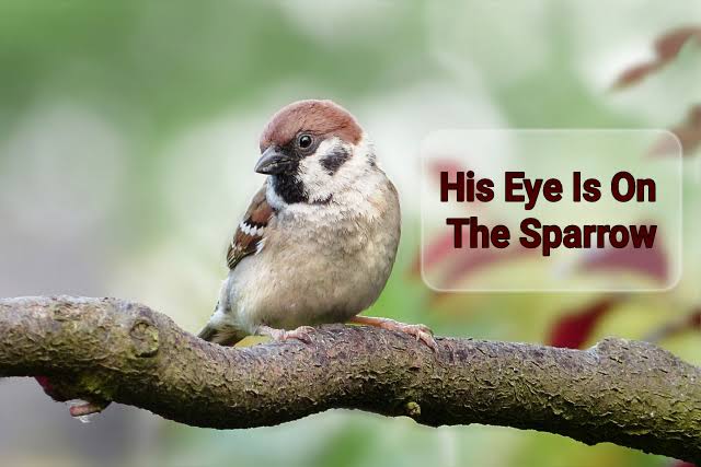 His Eye Is On The Sparrow