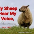 my sheep hear my voice