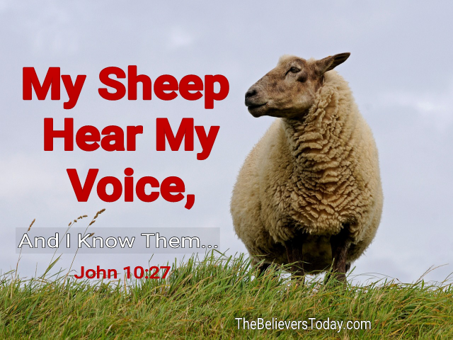 my sheep hear my voice